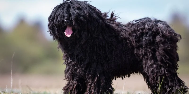 σκύλος Puli 
