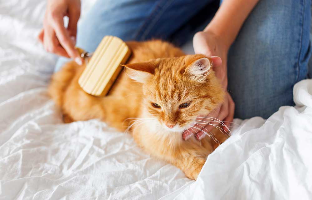 περιποίηση γάτας 
