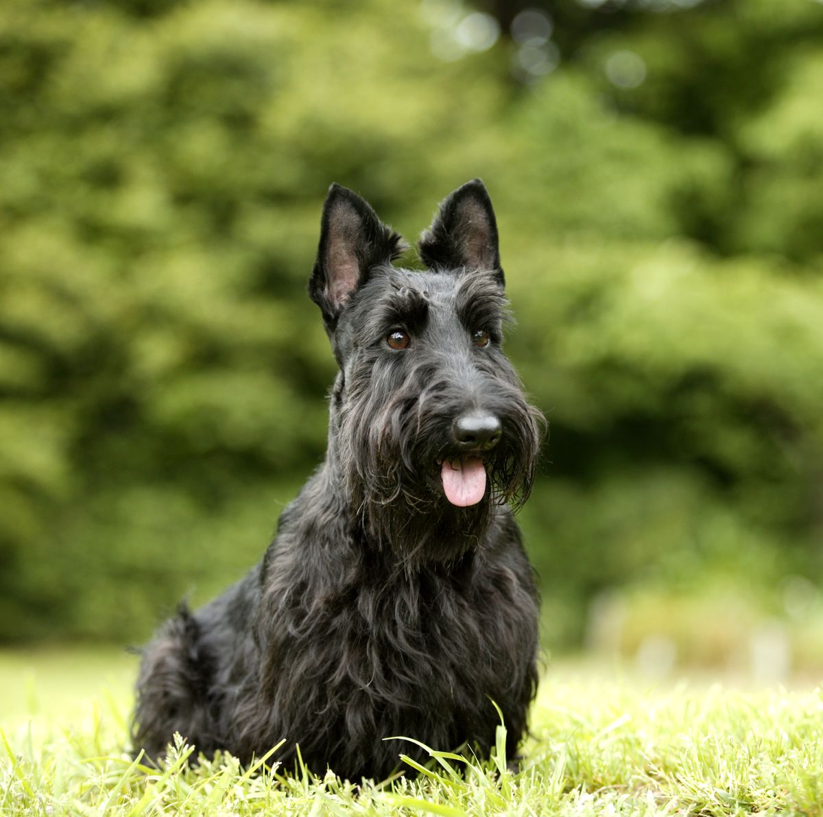 Scottish Terrier