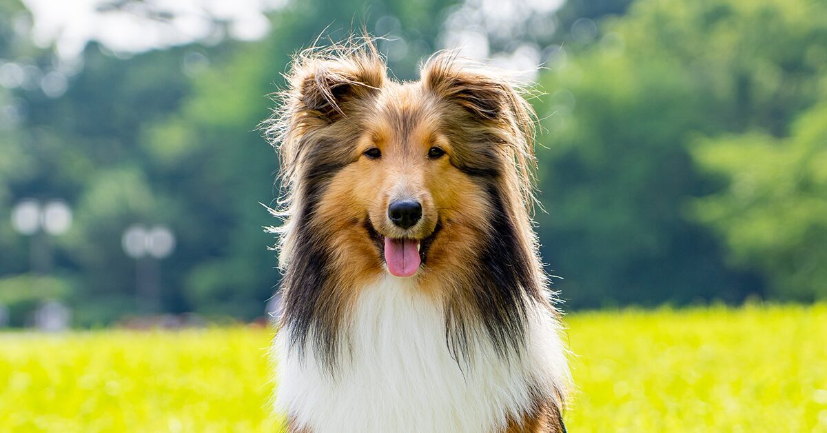 dog 