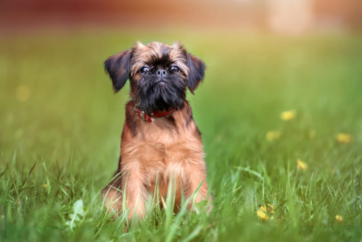 Brussels Griffon