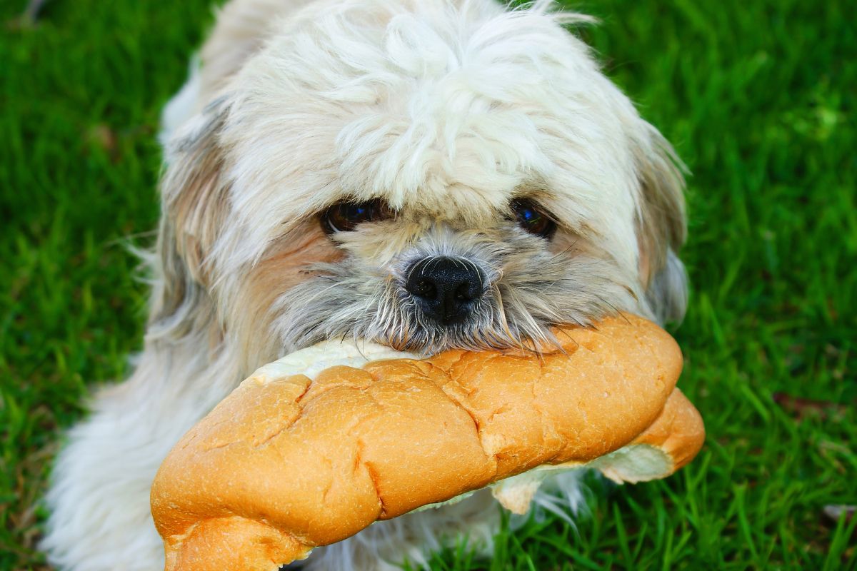 σκύλος και ψωμί