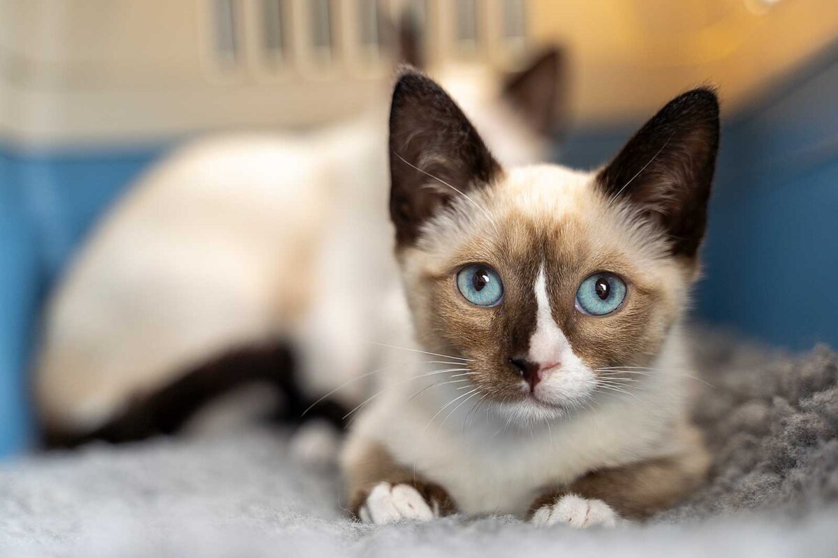 Snowshoe_cat