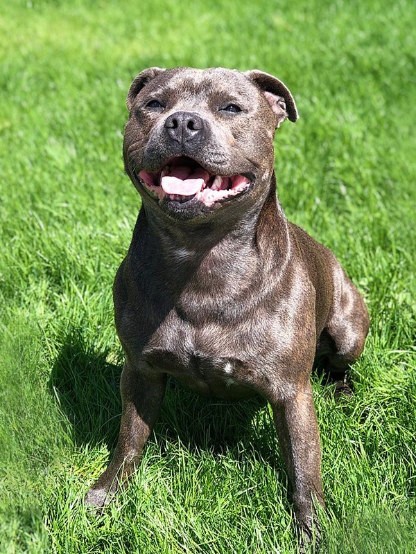 Staffordshire Bull Terrier