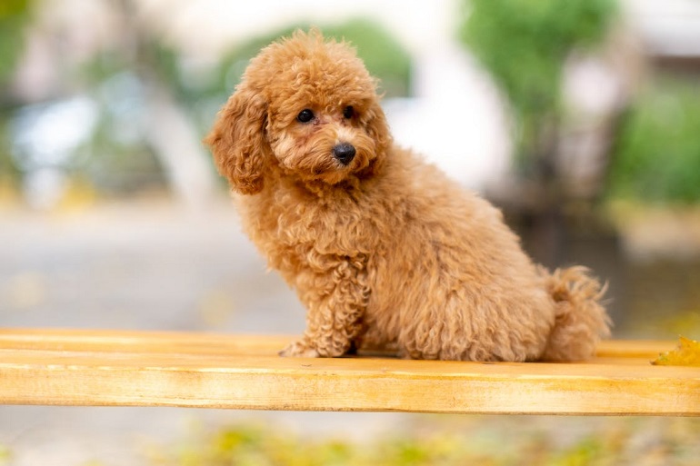 Poodle toy