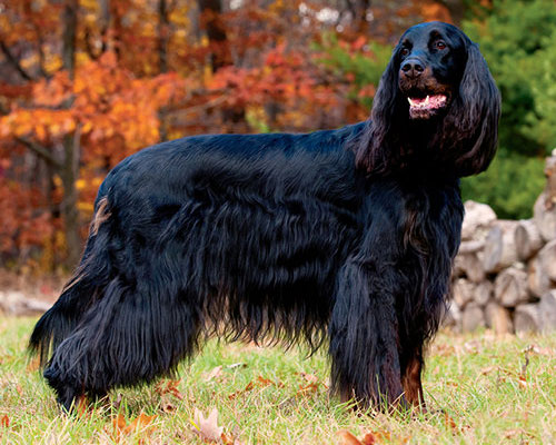Gordon Setter