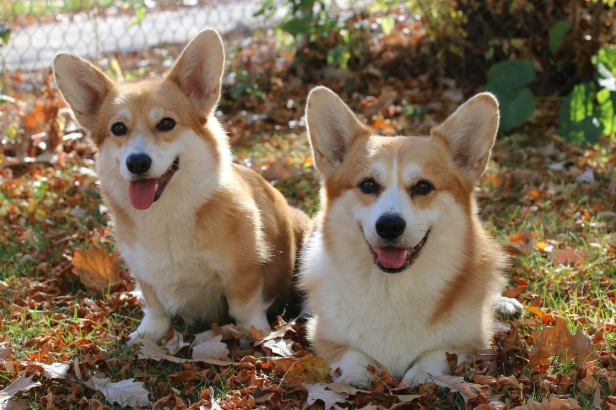 corgi