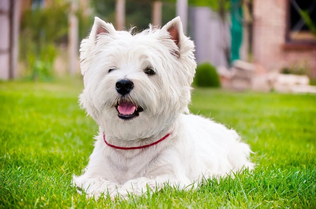 West highland white terrier