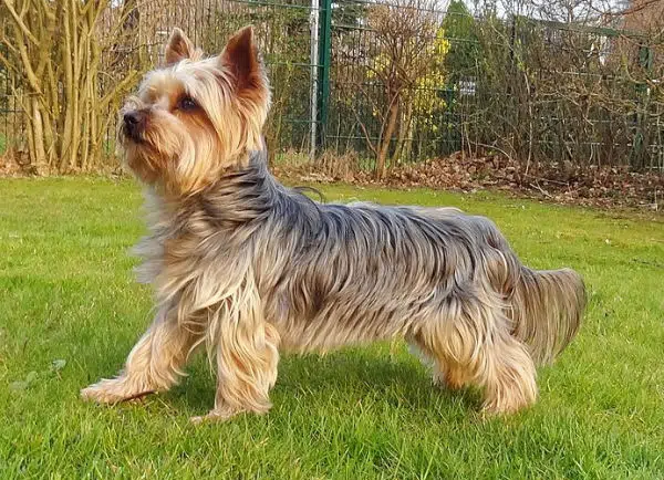 Yorkshire Terrier