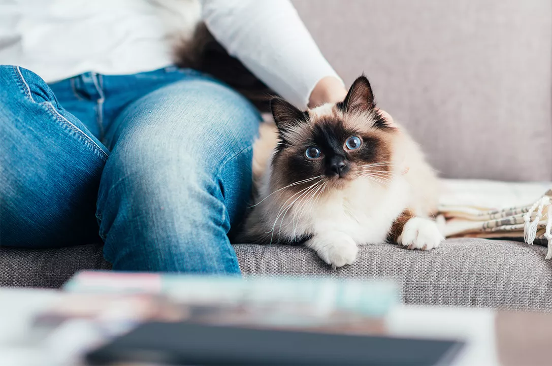 Birman γάτα 