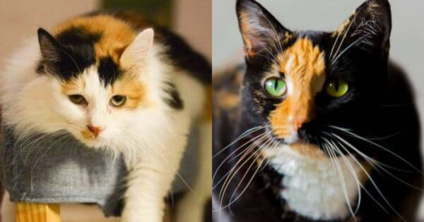Calico Cat vs. Chimera