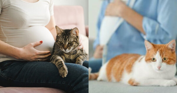 γάτα και έγκυος γυναίκα
