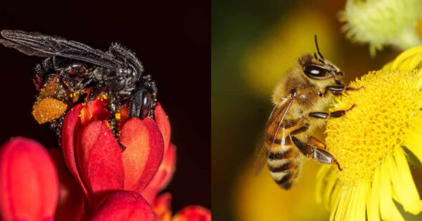 επιθετικές μέλισσες