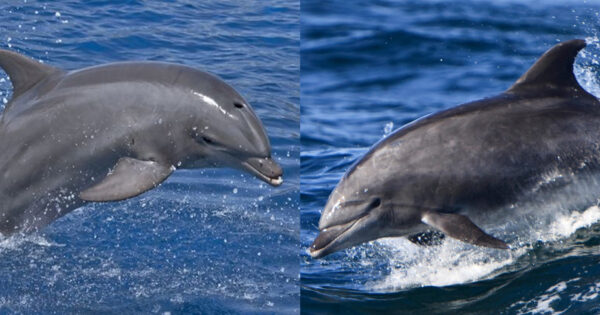 πληροφορίες για δελφίνια