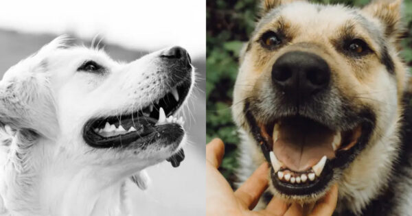 δόντια σκύλου
