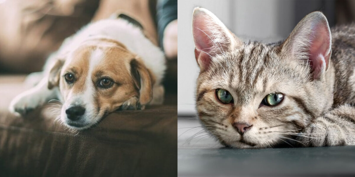 σκύλος και γάτα