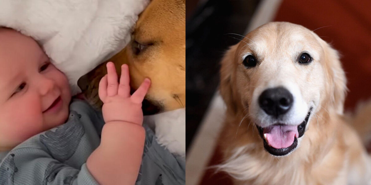 σκυλος και μωρό