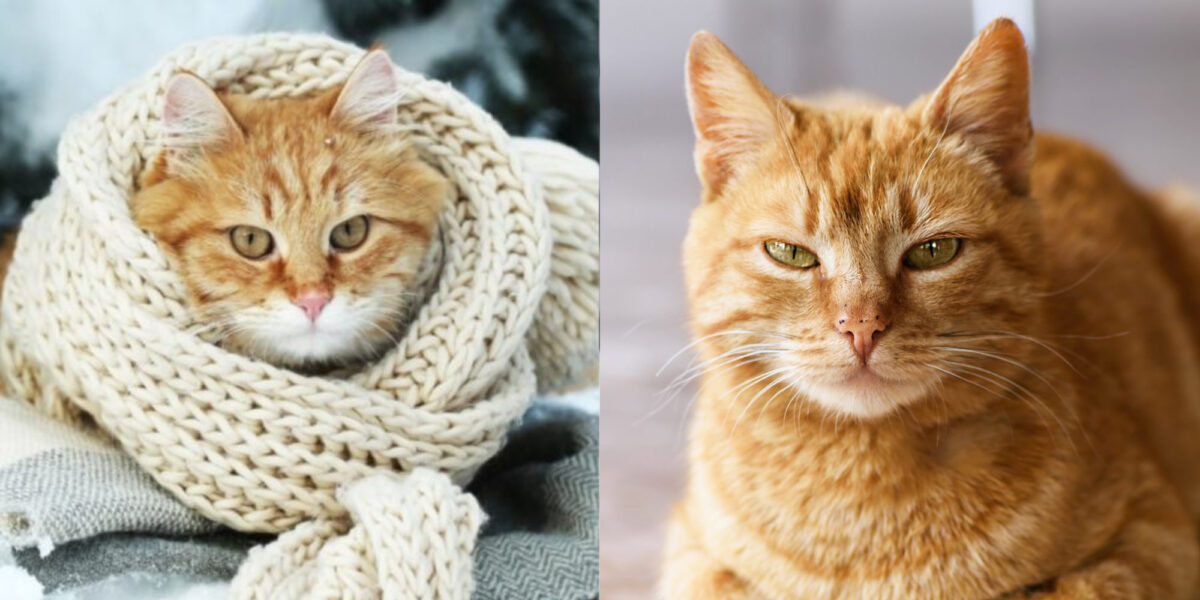 Κρυώνουν οι γάτες