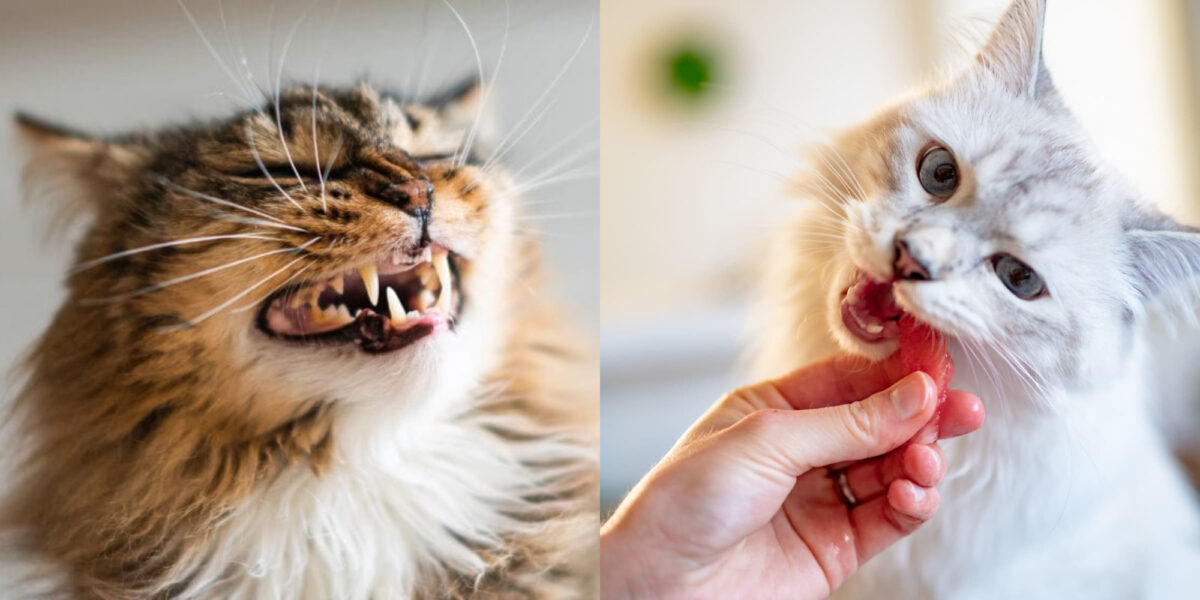 οδοντιατρική υγιεινή γάτας
