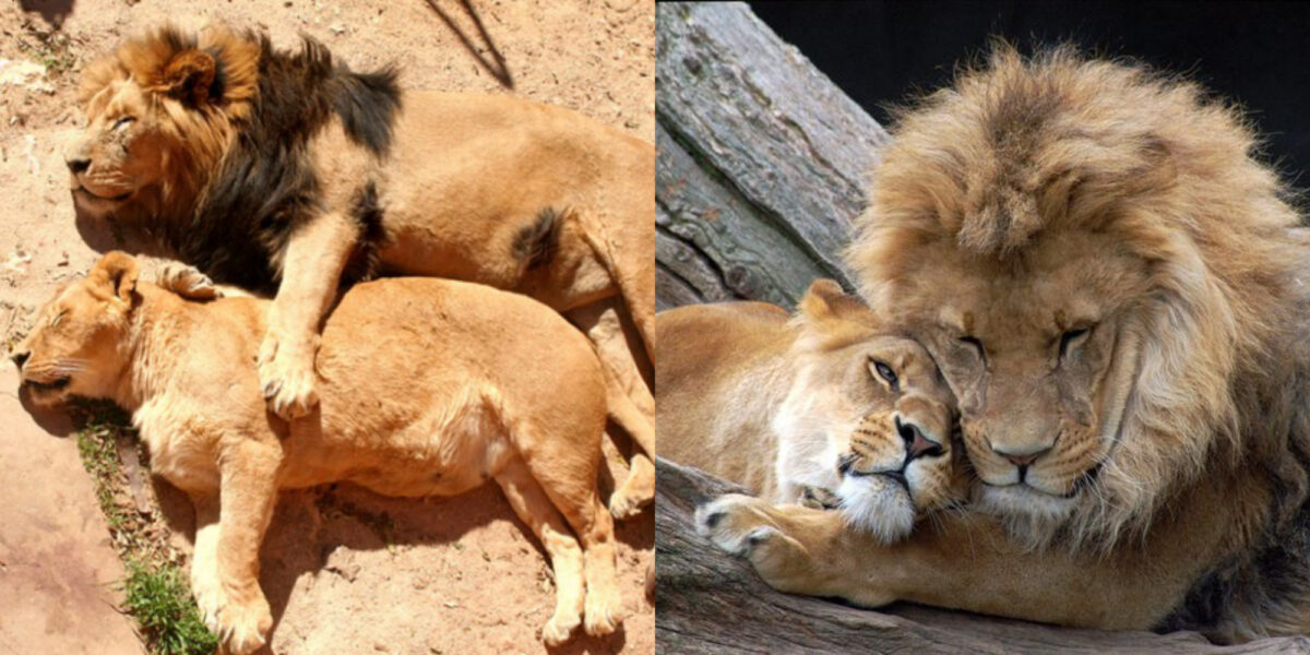 ζευγάρι λιονταριών