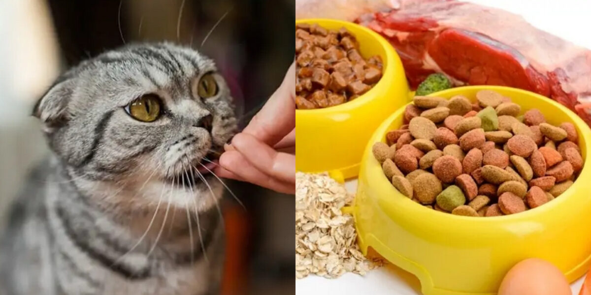 Υγρή ή ξηρή τροφή γάτας