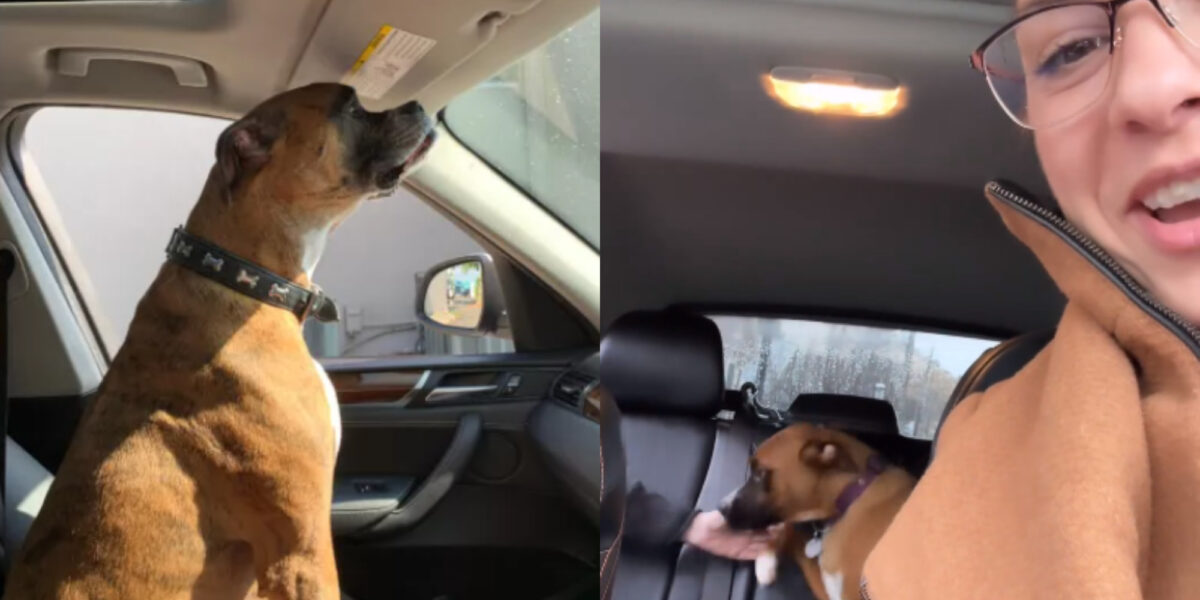 σκύλος σε αυτοκίνητο