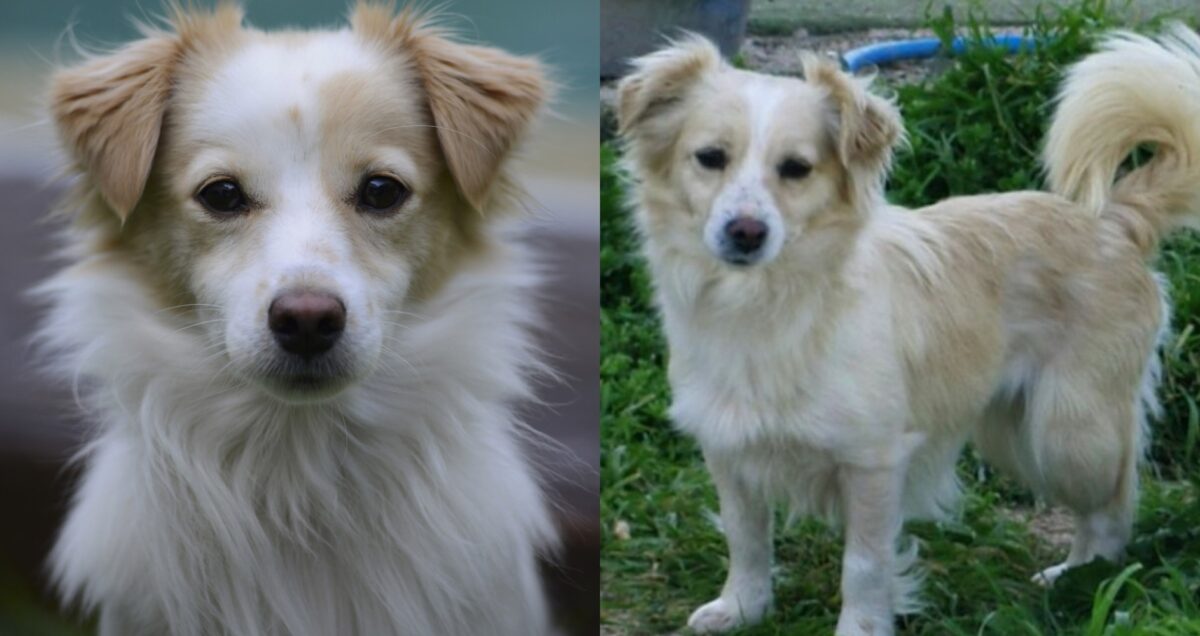 Κοκόνι: Η πανέξυπνη και αρχαία μικρόσωμη ράτσα που πολλοί δεν γνωρίζουν ...