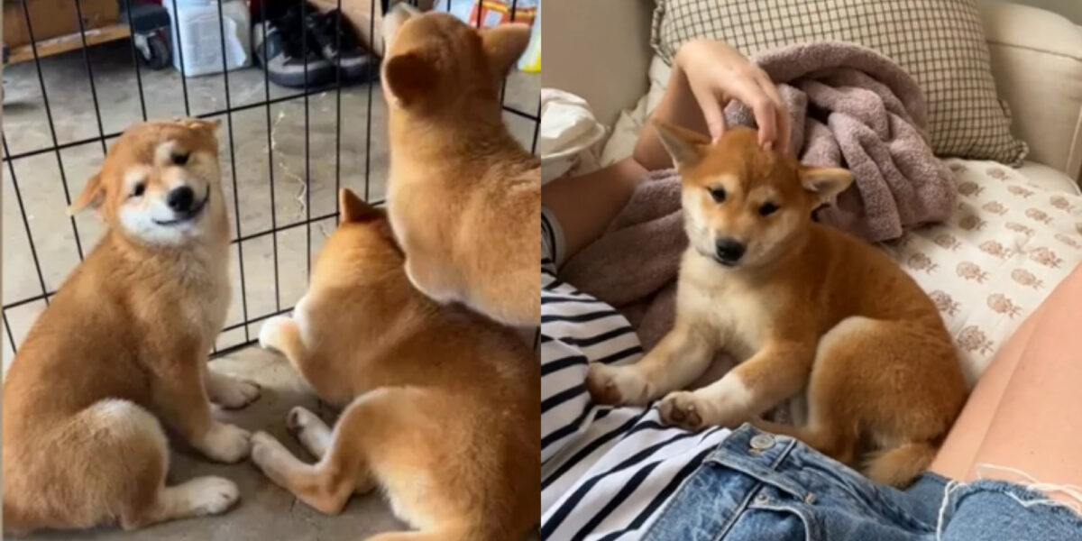 Λιώνει καρδιές: Παρακολουθήστε το κουτάβι που “χαμογελούσε” στους νέους ...