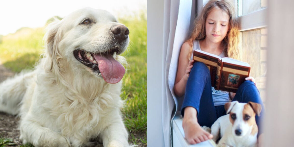 Ζώα και μάθηση: Τι αποκαλύπτουν νέες έρευνες για την επίδραση των ζώων ...