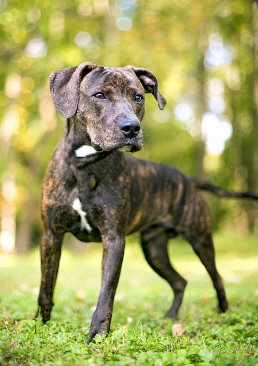 Plott Hound: Ένας γνήσιος ιχνηλάτης, Επισκόπηση φυλής – Ανάγκες ...